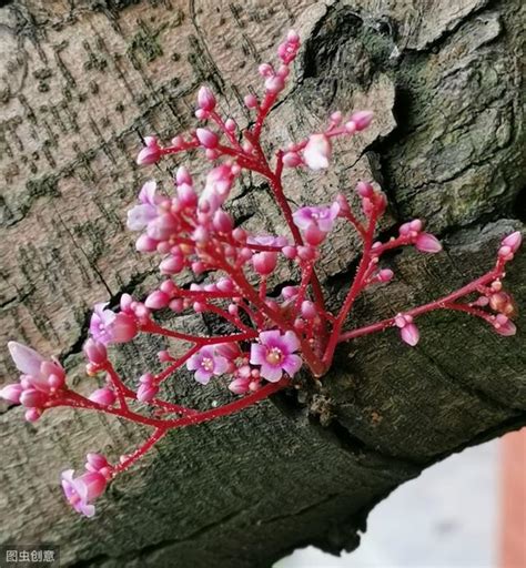 爛桃花很多|遇到爛桃花怎麼辦？這些斬爛桃花方法，真有效｜方格 